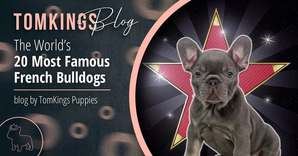 TomKings Puppies blog banner: The World's 20 Most Famous French Bulldogs