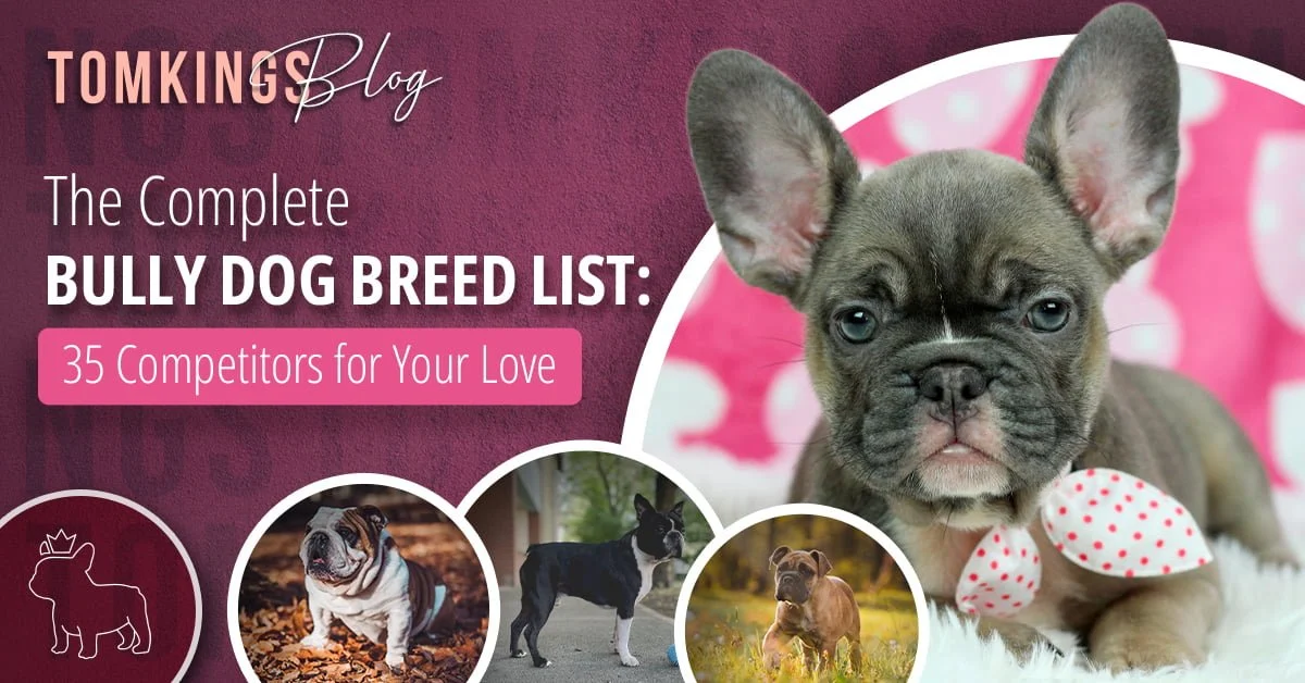 TomKings Blog banner for the complete bully dog breed list