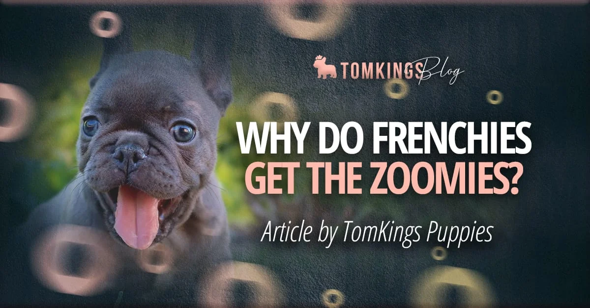 TomKings blog banner Why do Frenchies get the zoomies, with a blue-grey puppy with tongue out