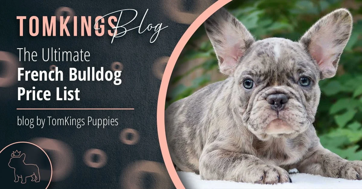 TomKings Puppies blog banner: The Ultimate French Bulldog Price List