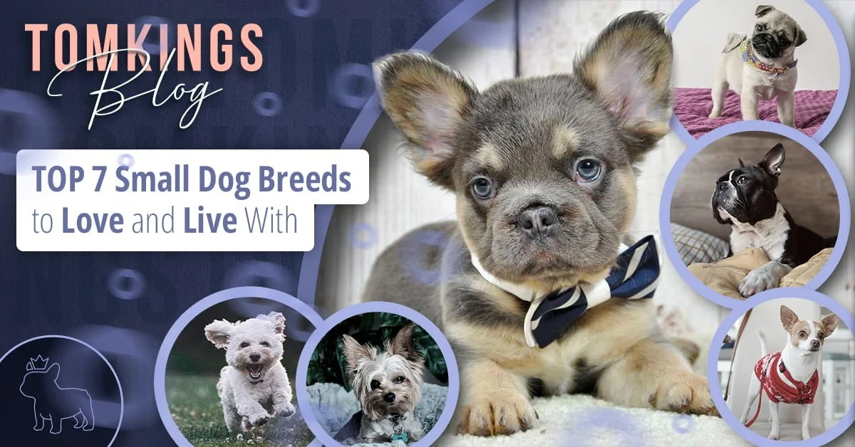 TomKings Puppies blog banner: TOP 7 Small Dog Breeds to Love and Live With