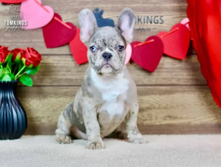 Toby, a lilac merle French Bulldog puppy, on a Valentine's-themed set