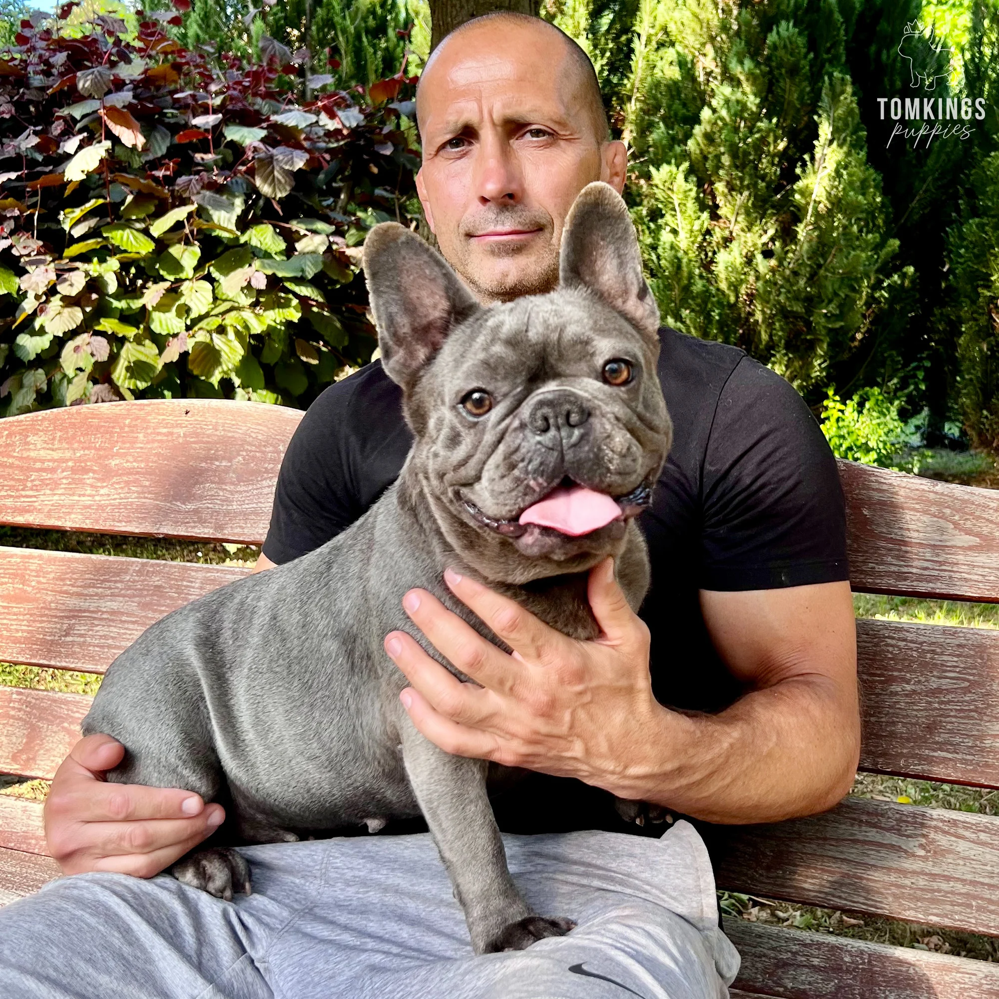 TomKings Kennel French Bulldog