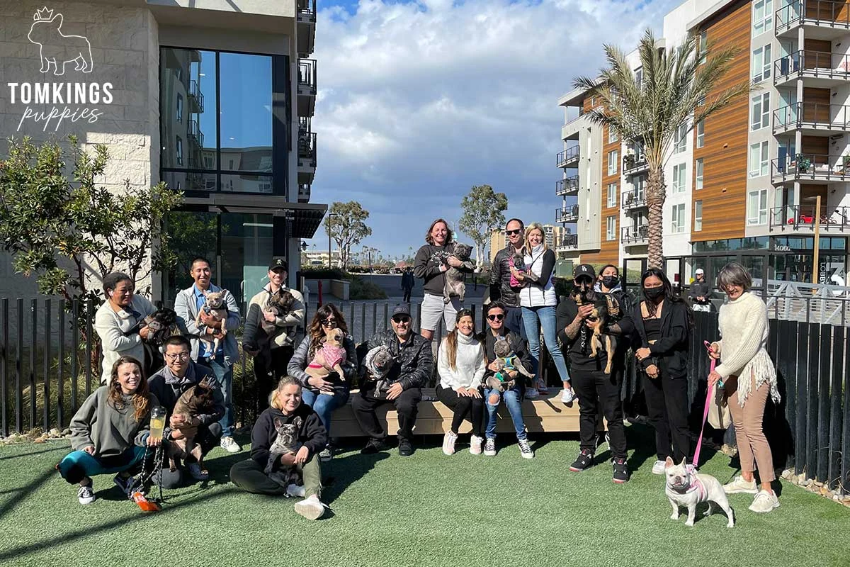 Group photo of TomKings Frenchie meetup attendees with their French Bulldogs in Los Angeles