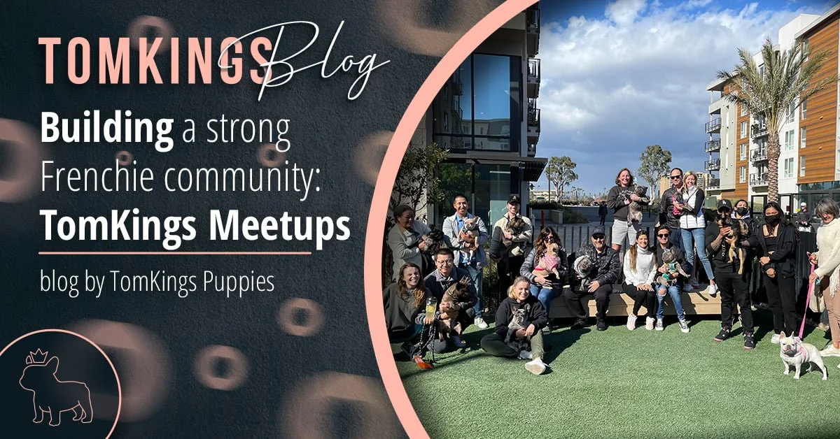 TomKings Blog banner for building a strong Frenchie community TomKings Meetups