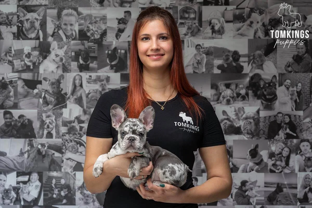 Woman holding a merle French Bulldog puppy in front of a photo wall