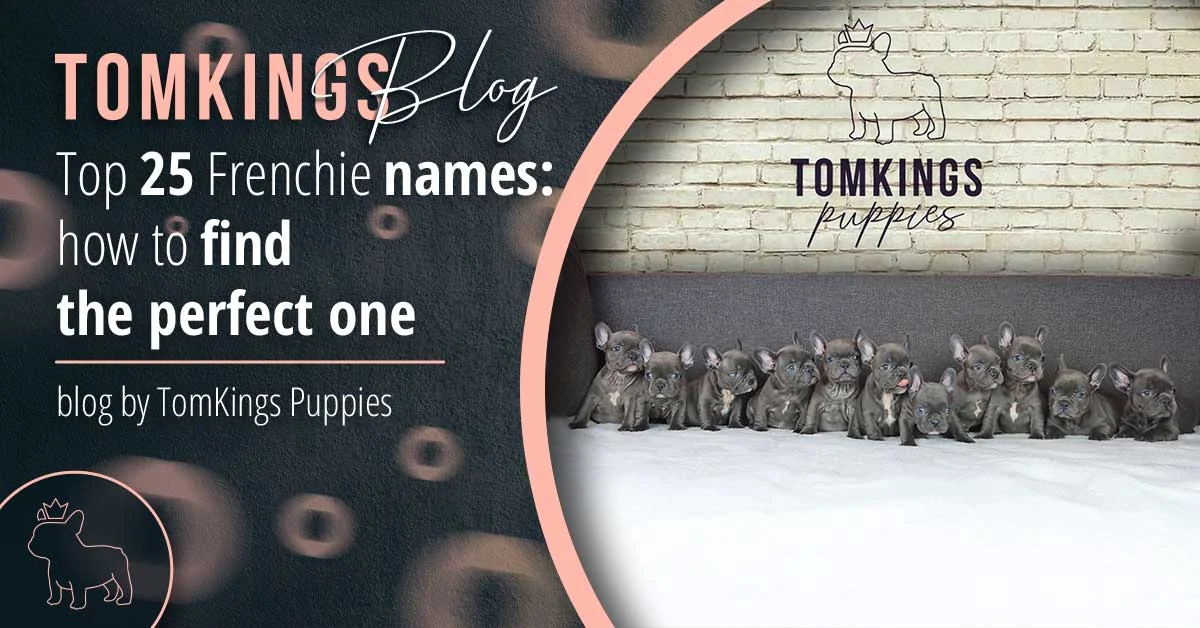 TomKings blog banner Top 25 Frenchie names, with a row of blue-grey puppies against a white brick wall