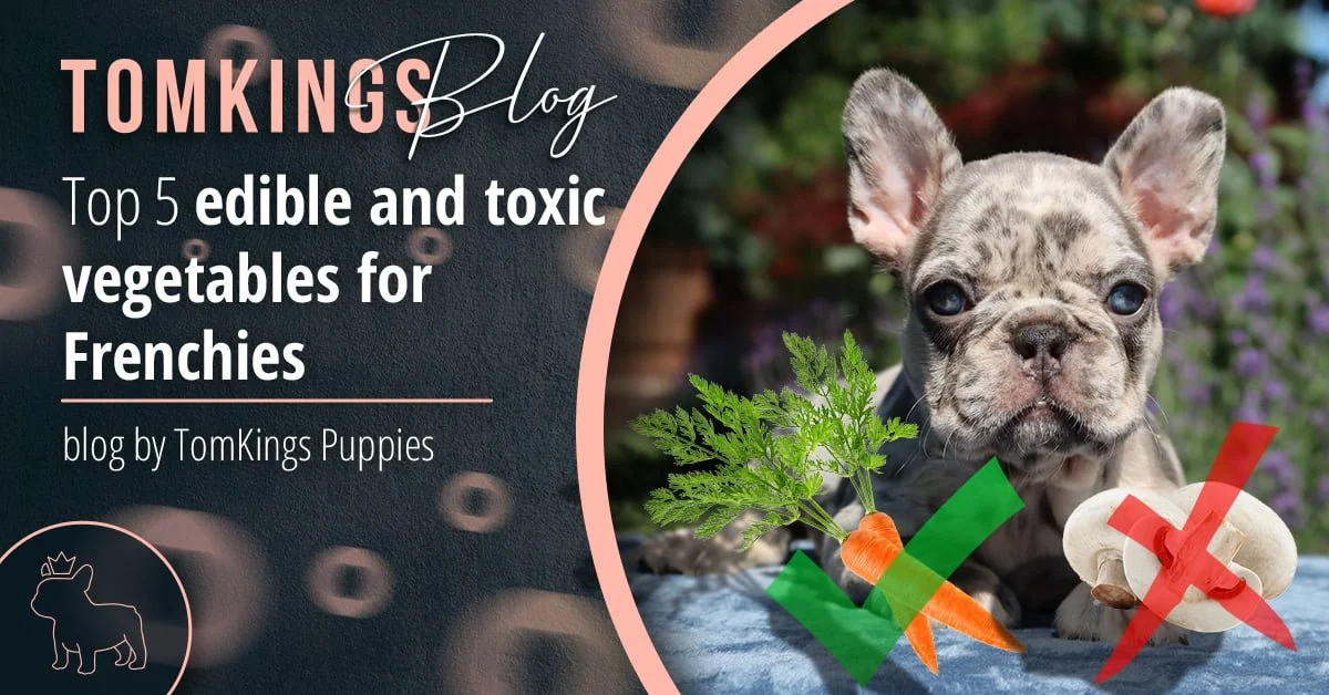 TomKings Blog banner for top 5 edible and toxic vegetables for Frenchies