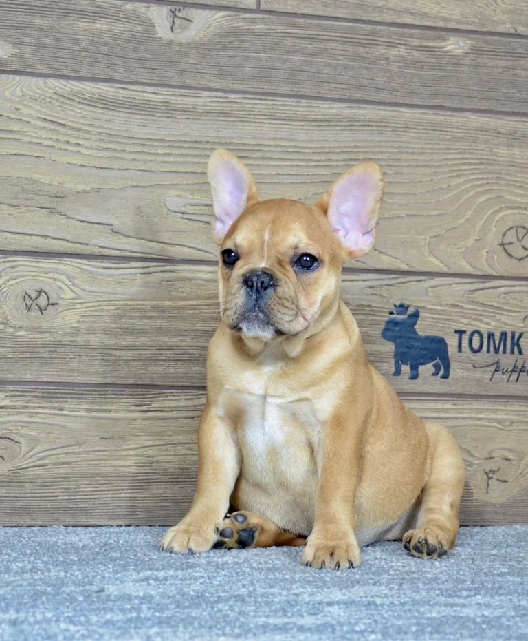 Urajiro French Bulldog puppy sitting indoors on a soft carpet.