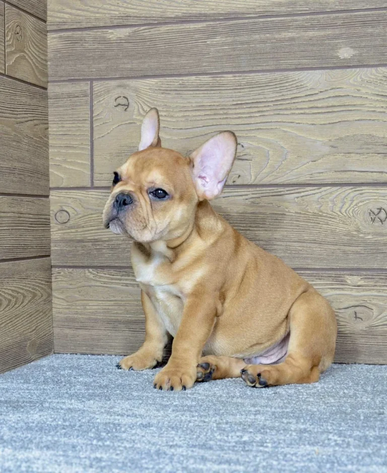 Urajiro French Bulldog puppy sitting in side profile indoors.