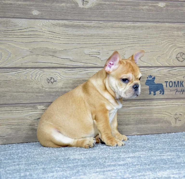 Urajiro French Bulldog puppy sitting with a thoughtful expression indoors.