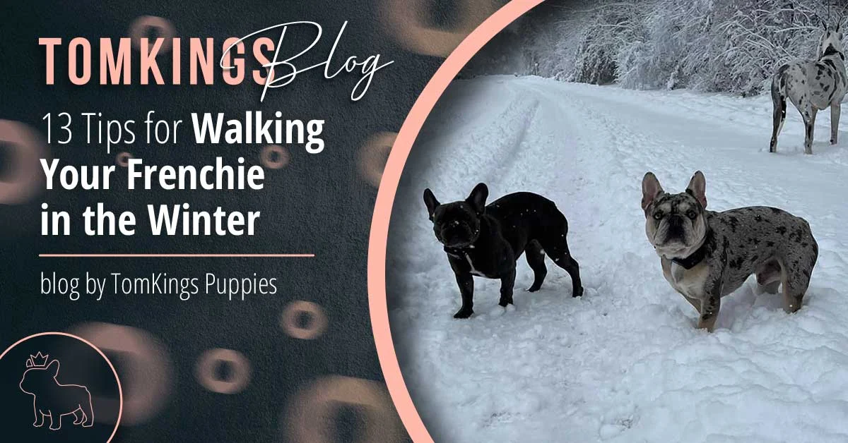 TomKings Puppies blog banner: 13 Tips for Walking Your Frenchie in the Winter