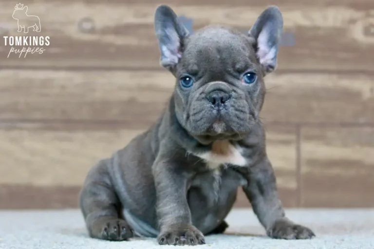 Webster, a blue French Bulldog puppy, sitting on a light carpet and looking straight at the camera.