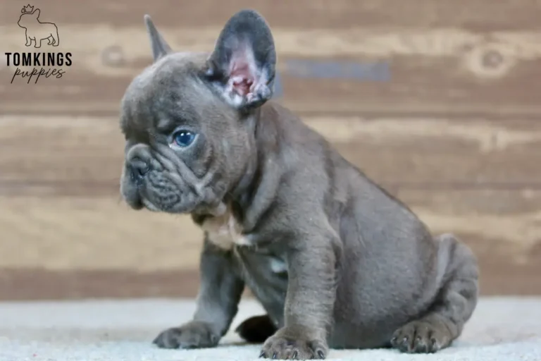 Webster, a blue French Bulldog puppy, sitting on a light carpet and looking to the side against a wooden backdrop.