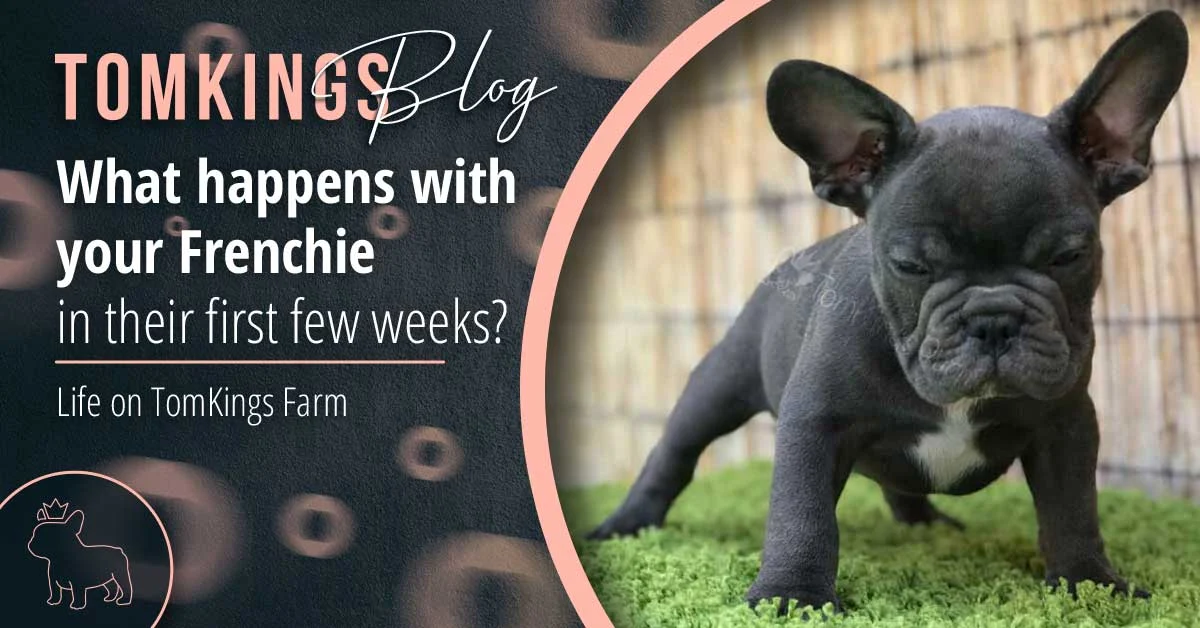 TomKings blog banner about a Frenchie's first few weeks