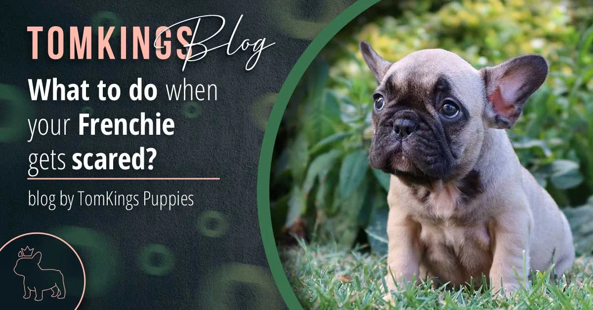TomKings blog banner on Frenchies getting scared, with a fawn puppy with a dark mask sitting in grass