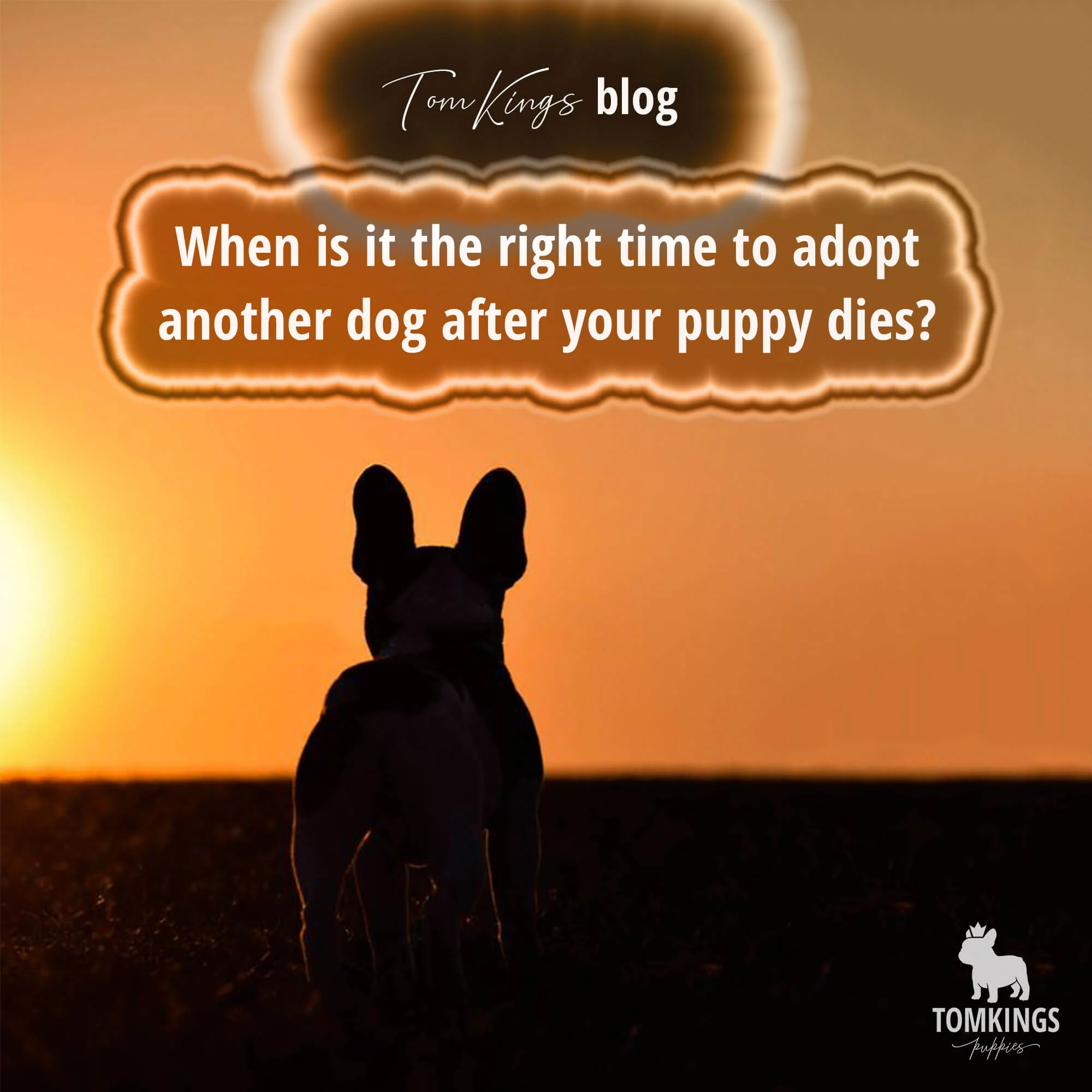 TomKings blog banner about adopting another dog after a puppy dies