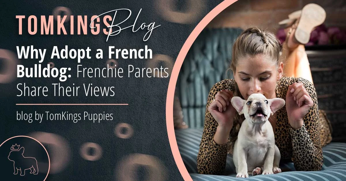 TomKings blog banner about why to adopt a French Bulldog