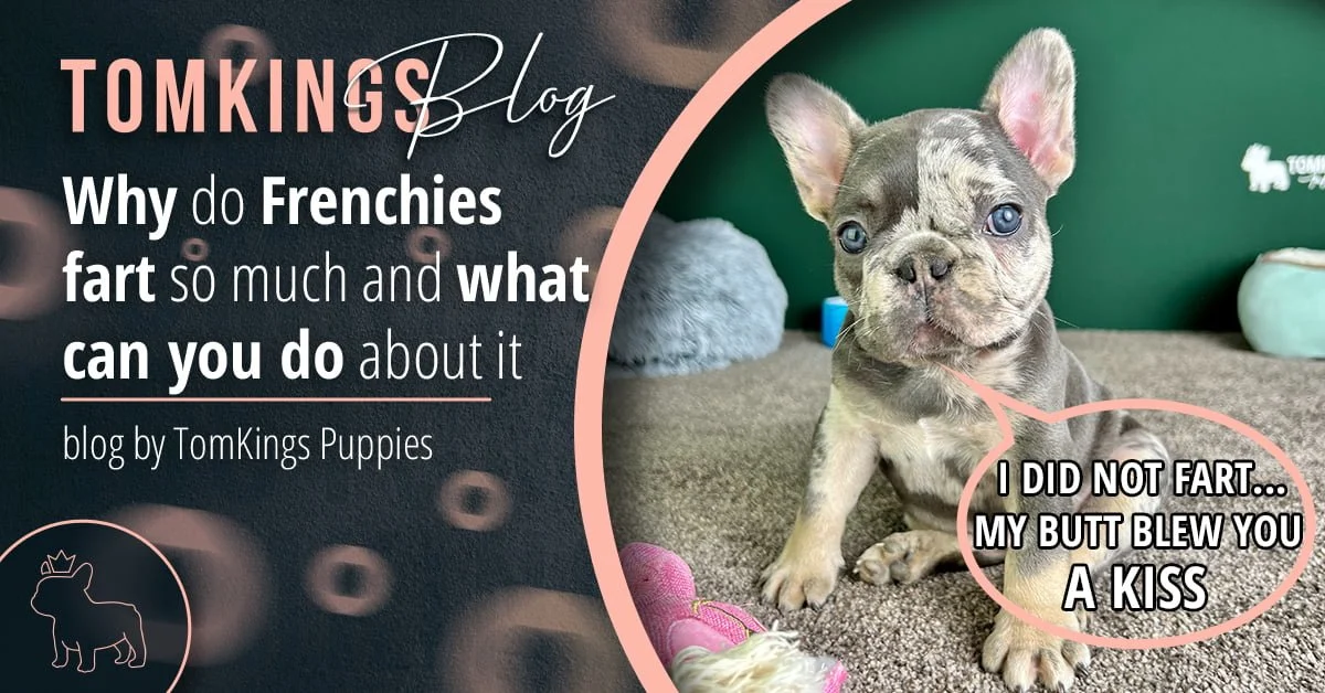 TomKings Blog banner for why do Frenchies fart so much