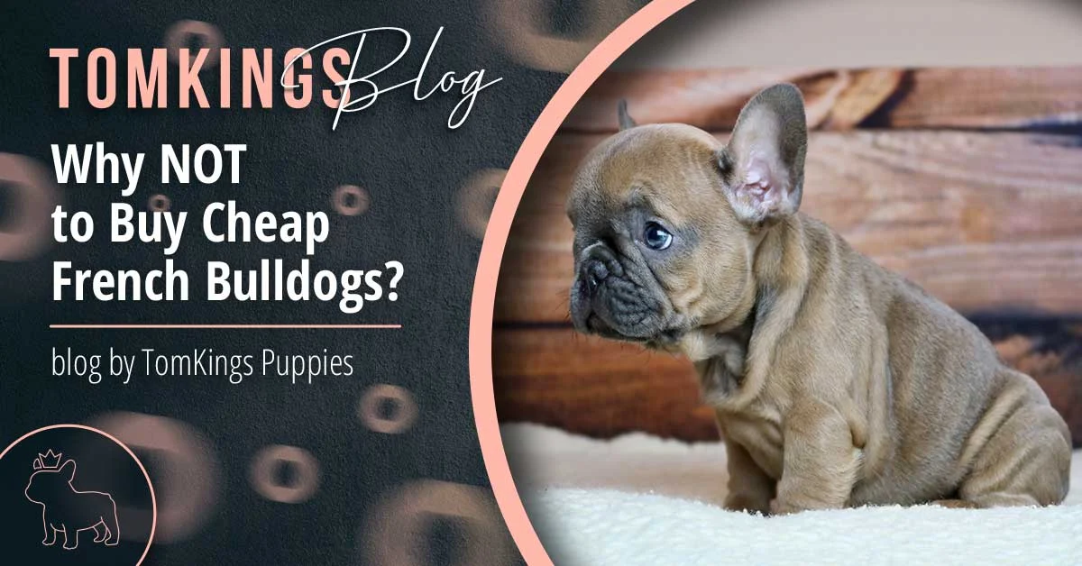 TomKings Puppies blog banner: Why NOT to Buy Cheap French Bulldogs?