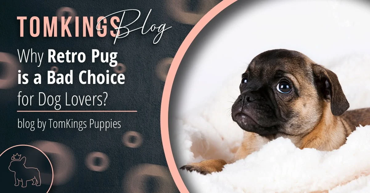 TomKings Puppies blog banner: Why Retro Pug is a Bad Choice for Dog Lovers