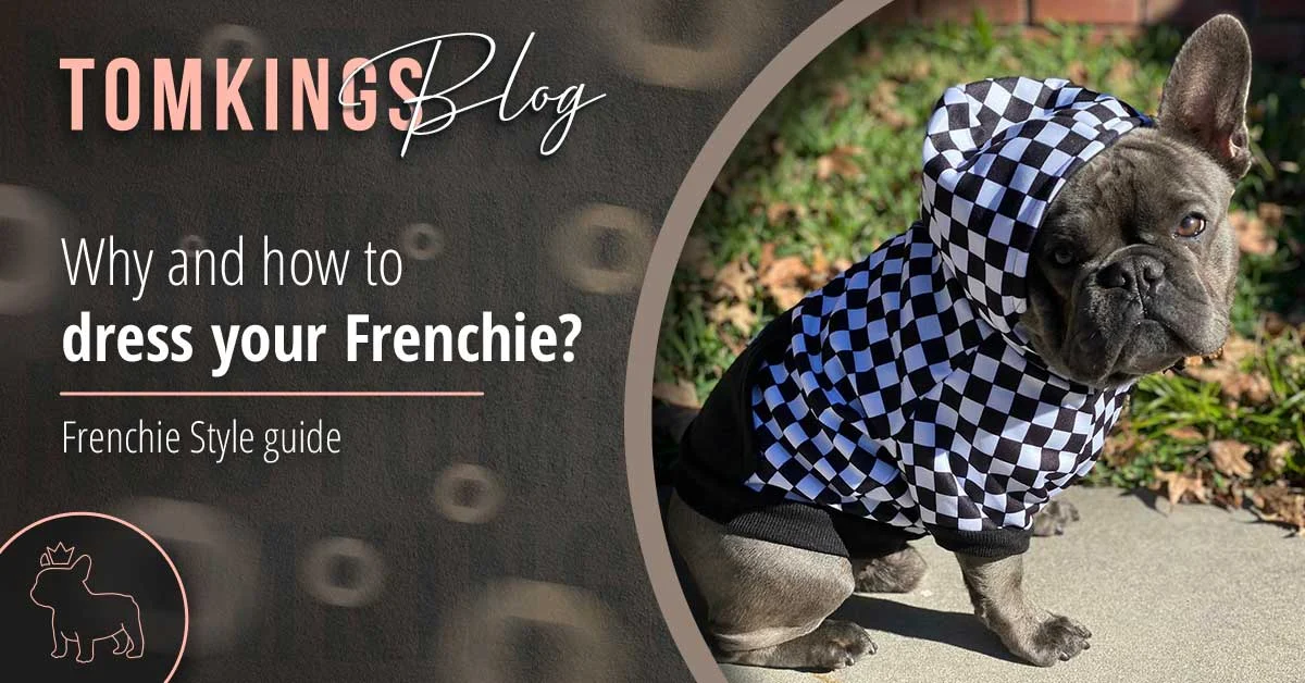 TomKings blog banner on dressing your Frenchie, with a blue-grey dog wearing a checkered hoodie outdoors