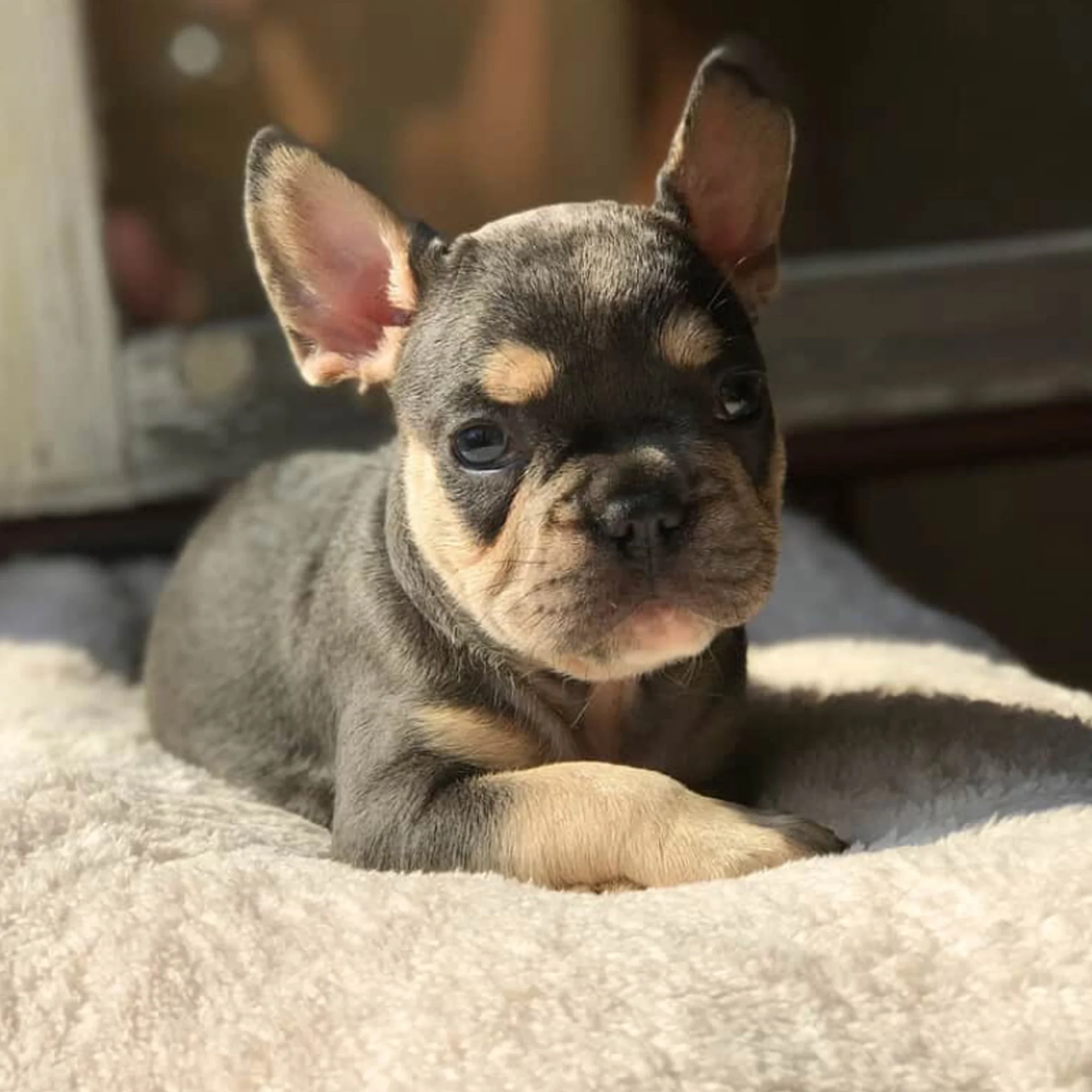 Grey and tan French Bulldog puppy lying on a blanket