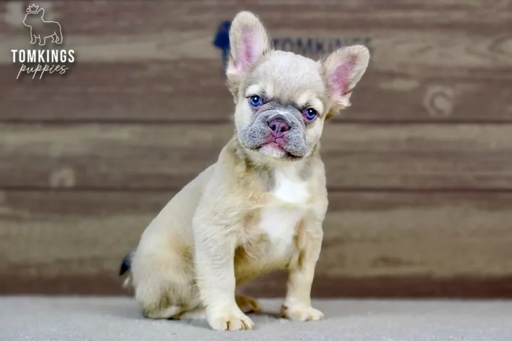 Ximena, a cream French Bulldog puppy, lying indoors with blue eyes and large upright ears.