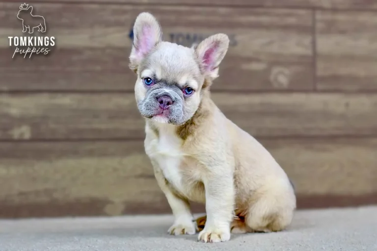 Ximena, a cream French Bulldog puppy, standing indoors with blue eyes and a white chest.