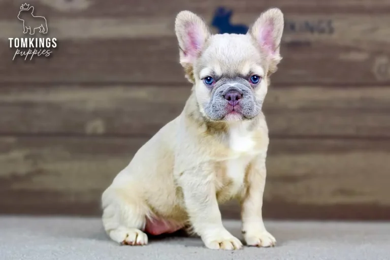 Ximena, a cream French Bulldog puppy, sitting indoors with blue eyes and large ears.