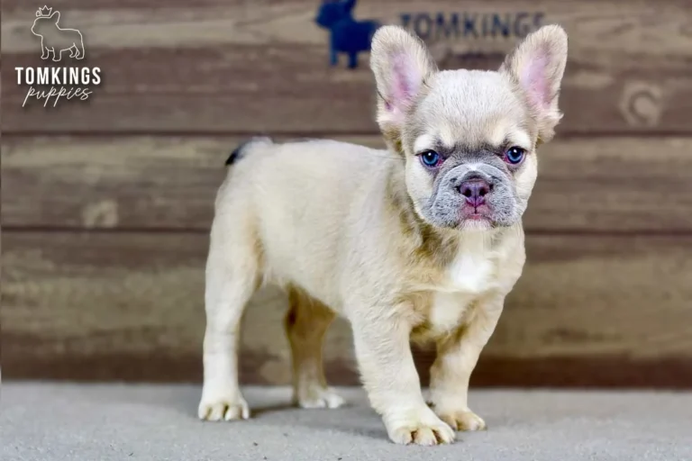 Ximena, a cream French Bulldog puppy, sitting indoors with a slight head tilt and blue eyes.