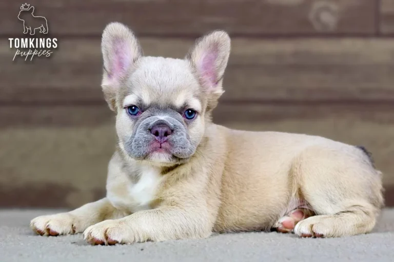 Ximena, a cream French Bulldog puppy, sitting indoors with blue eyes and large upright ears.