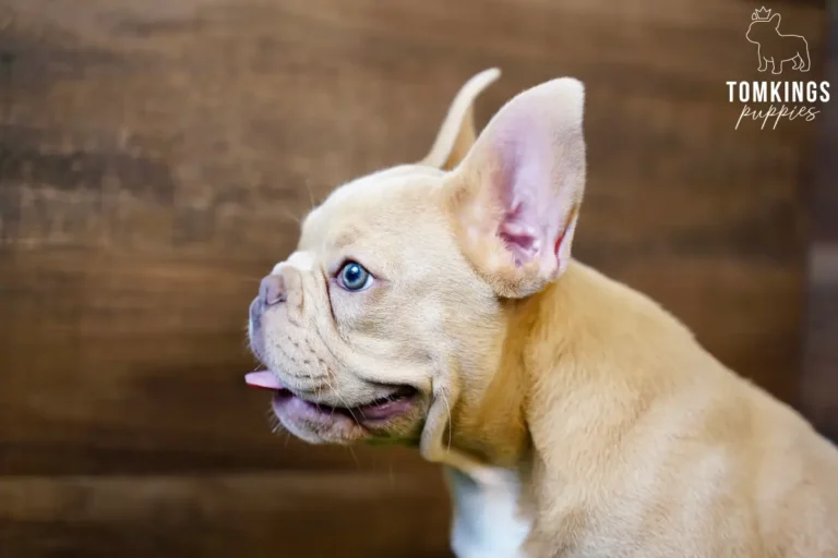 Yang, a cream French Bulldog puppy, in profile with tongue out