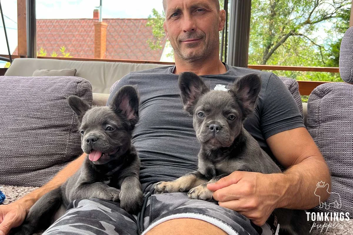 Man holding two blue French Bulldog puppies on his lap