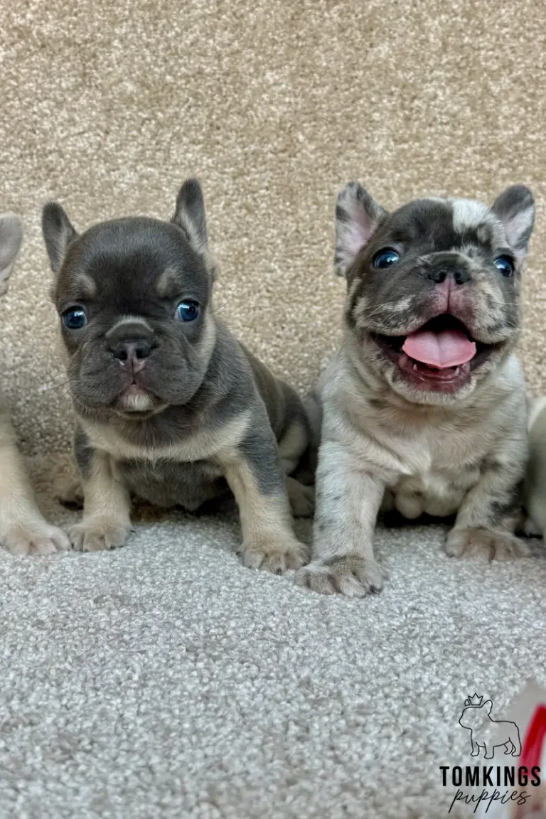 A blue and tan French Bulldog puppy named Zora with bright blue eyes sits calmly next to a happy merle Frenchie puppy on a light carpet.