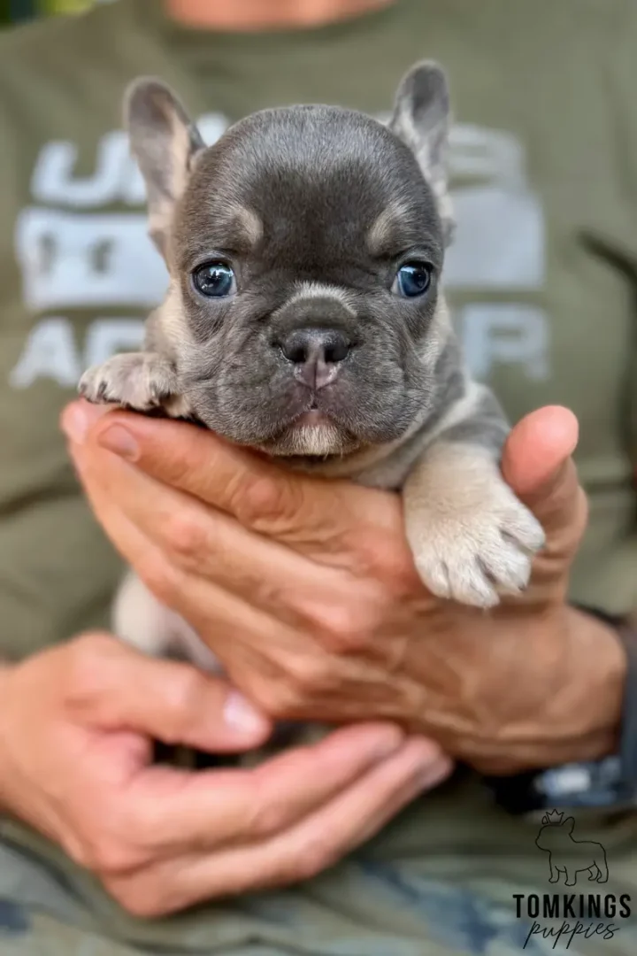 A sweet blue and tan French Bulldog puppy with striking blue eyes is gently held, looking curiously at the viewer.