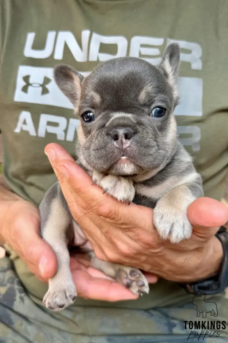 A sweet blue and tan French Bulldog puppy, Zora, held gently in two hands, looks forward with blue eyes.