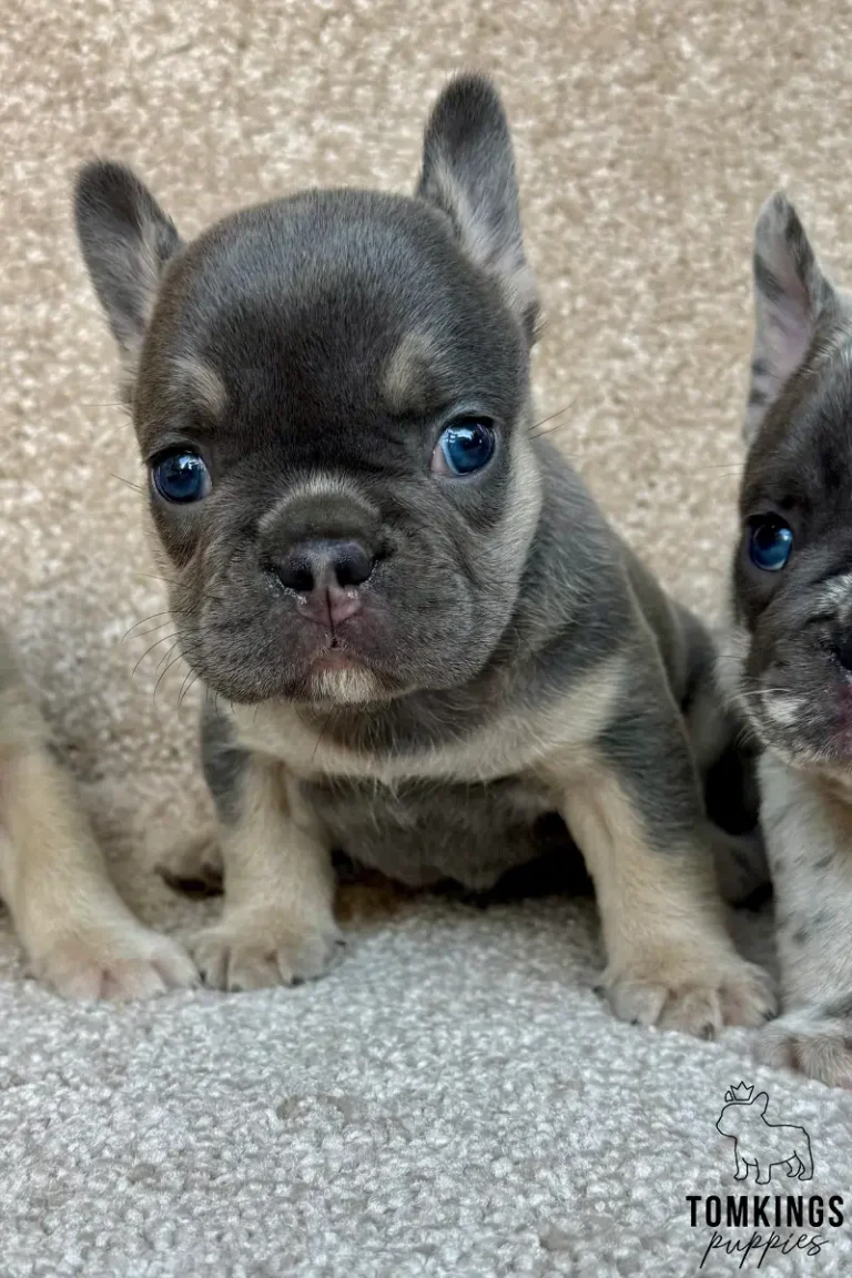 A close-up of Zora, a blue and tan French Bulldog puppy, sitting on a carpet with alert blue eyes and tan markings.